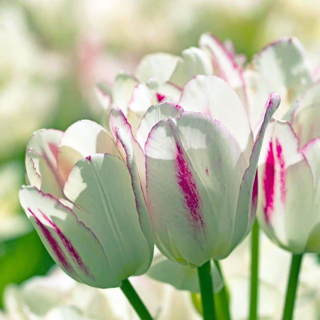 [큐가든] 튤립 구근 캔디클럽 3개 다화성 고급종 특선 여러송이 피는 꽃 유럽직수입 봄꽃