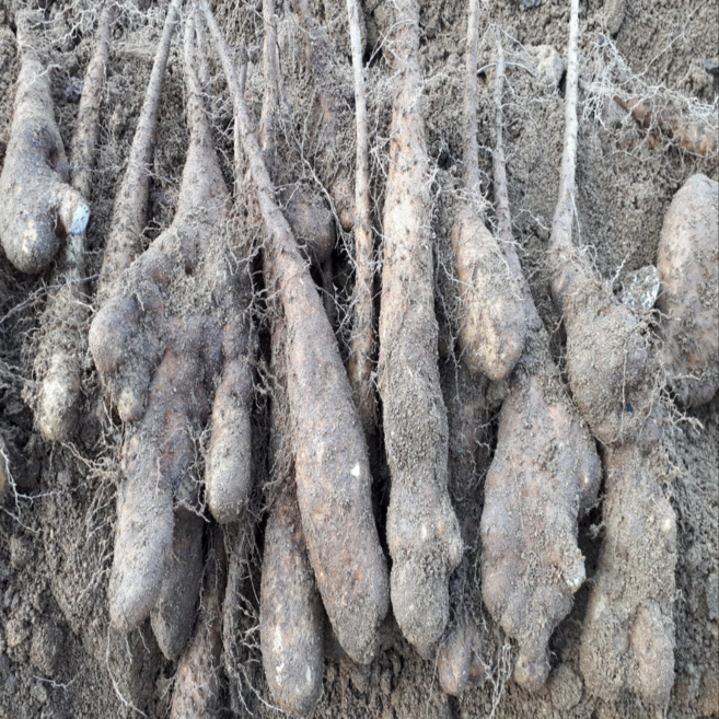 안동혜성농장 못난이마 알뜰마, 5kg, 1