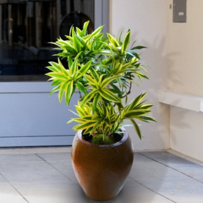 태양플라워 전국 꽃배달 송오브인디아 개업식 축하 정화 관엽 고급 화분 집들이 인테리어 개업 천연 공기청정, 1개