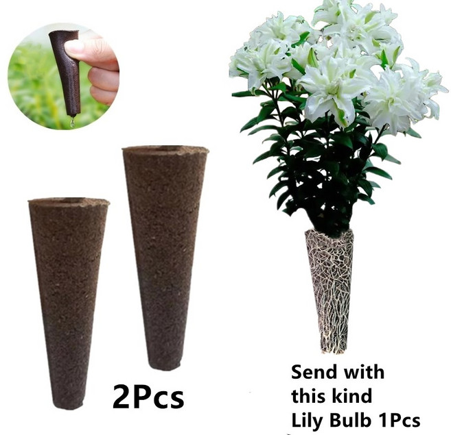 무토양 수련 구근 재배세트 (아마릴리스), J, 1개