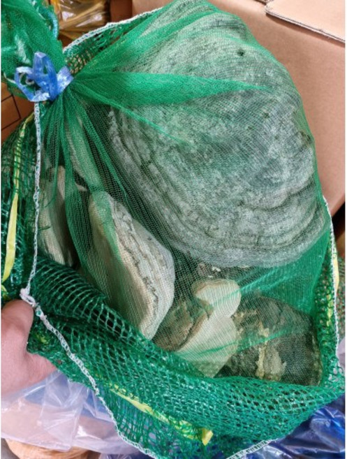 말굽버섯 강원도 인제 고산채취 자연산, 1개