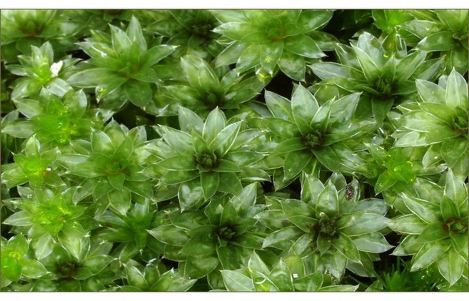 苔鑽 比拉真苔「25朵$150」每朵約0.1 0.4cm 半水景生態 DIY苔蘚 青苔 微景觀 水陸缸, 25個