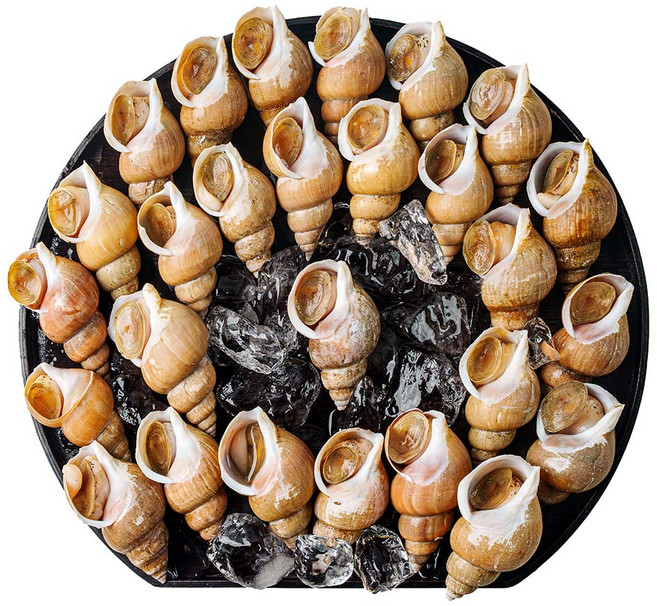 당일조업 동해안 자연산 활 백골뱅이 백고동, 1개, 1kg(대)