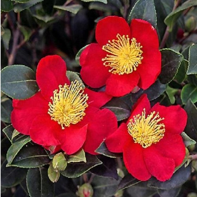 무료배송/ 애기동백 묘목 / 동백나무 묘목 (애기동백) 개화주 포트묘 / 애기동백포트묘 개화주/, 1개, 1