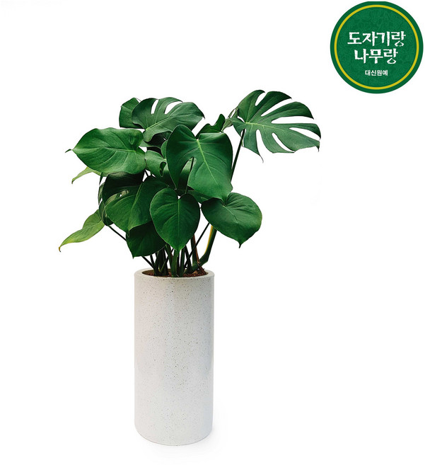 도자기랑나무랑 개업 개원 축하화분 거실반려식물 실내공기정화 금전수 뱅갈고무나무, 1개, 몬스테라 인테리어화분 DLP-198