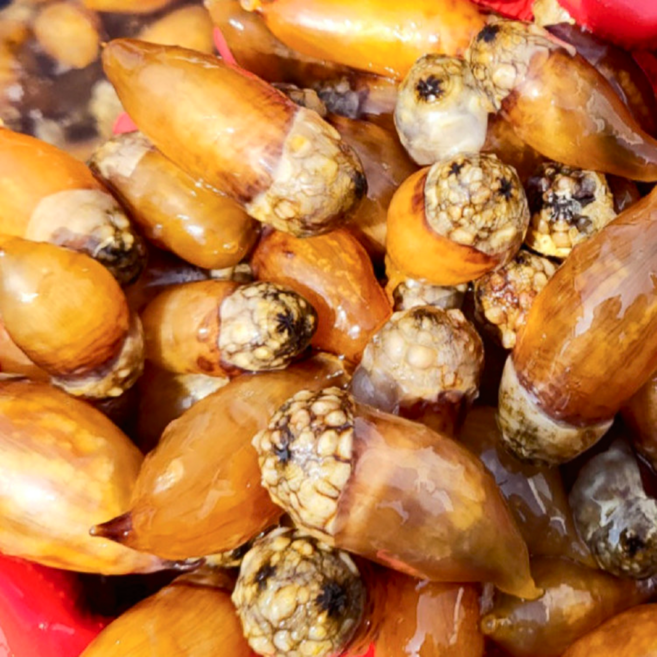 당일채취 통통 생물 미더덕, 1개, 횟감 미더덕 500g