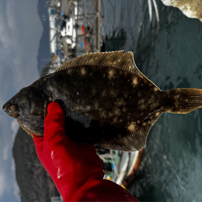 강도다리 필렛 국내산 통영 생물 순살 세꼬시, 1박스, 순살 필렛 250g