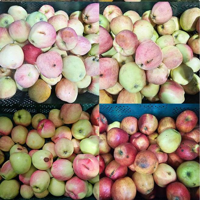 주스용 사과 가정용 흠과 못난이 사과 대용량 신선과일 착즙용2kg 3kg 5kg 10kg, 1개