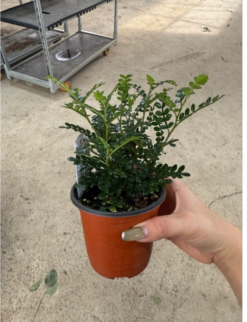 무배특가 산초 소품 반려식물 플랜테리어 10-25cm, 1개, 기본