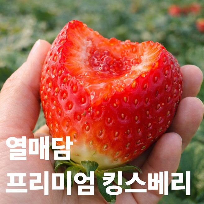 열매담 킹스베리 프리미엄 특대과, 1박스, 400g 특 (10-13과)