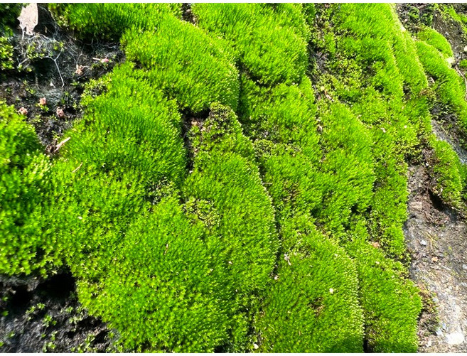 朵朵蘚 人工培育苔蘚 片裝7*7cm 鋪面 水陸缸 微景觀 DIY青苔生態瓶造景, 1個