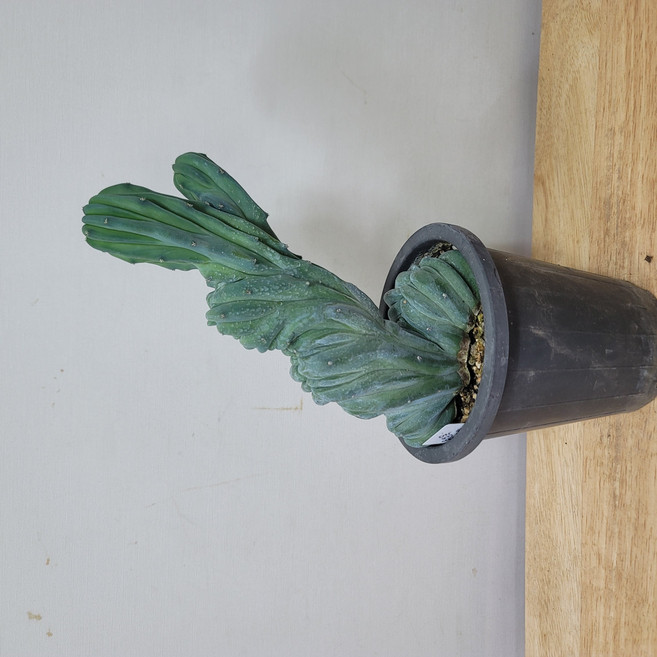 봄봄 아프리카식물 선인장 용심목철화 12센지분, 1개