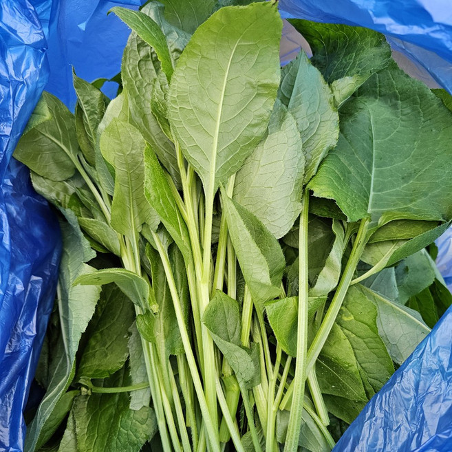 강원도 정선 생곤드레 산지직송 곤드레 나물, 1kg, 1개