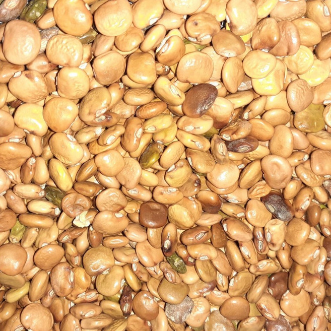 히카마 씨앗 멕시코감자 얌빈 모종 씨 파종, 히카마 씨앗50g(약300립), 1개