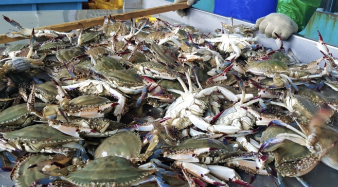 [당일조업 암수 랜덤 발송][당일발송] 국내산 제철이라 신선한 활꽃게 꽃게찜 꽃게탕 밥도둑 게장용 활꽃게, 1개, 4kg