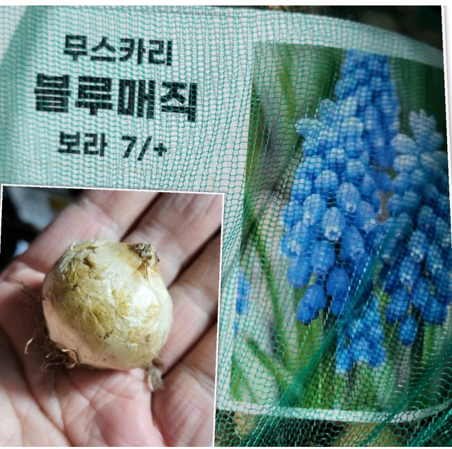 무스카리구근 블루매직 20개묶음/추운 눈 속에도 살아남을 수 보라꽃 무스카리