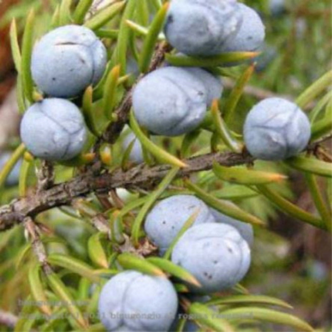 쥬니퍼 베리(Juniper Berry Essential Oil)에센셜 오일, 10ml, 1개