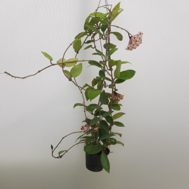 [해피그린 화원] 어여쁘고 탐스러운 꽃이 피는 카노사 호야 199 농원, 1개