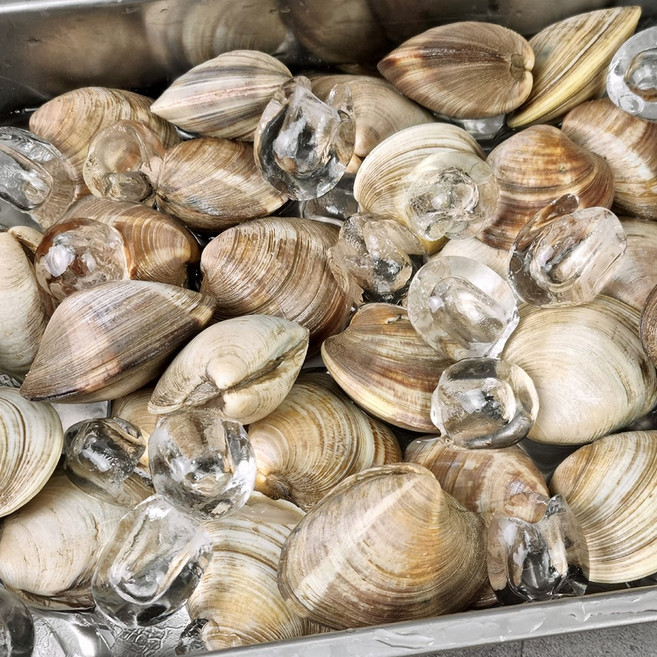 [식품의즐거움] 해감완료 자연산 고창 백합 2kg 3kg 모음, 02. 백합 3kg, 1개, 백생합(소) 3kg