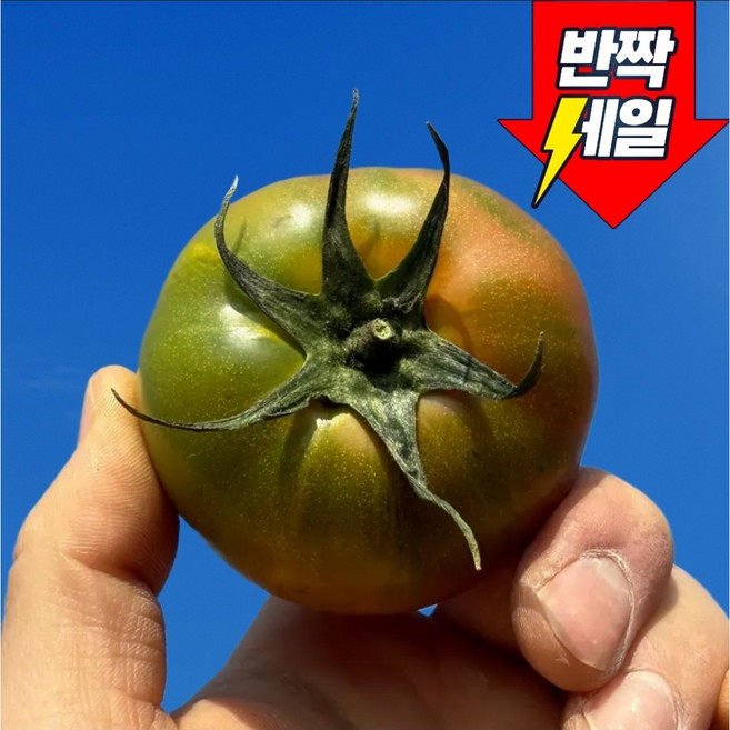 [반짝세일] 100박스한정 대저 짭짤이 토마토, 1박스, 2.5kg (실속형)
