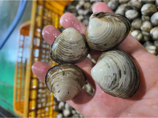 청정지역 고창 갯벌 동죽 물총조개 해감조개, 1개, 물총조개2kg