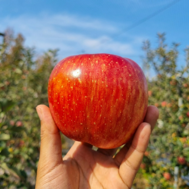 [타임특가] 1일100박스 산지직송 가정용 꿀부사사과, 1박스, 5kg