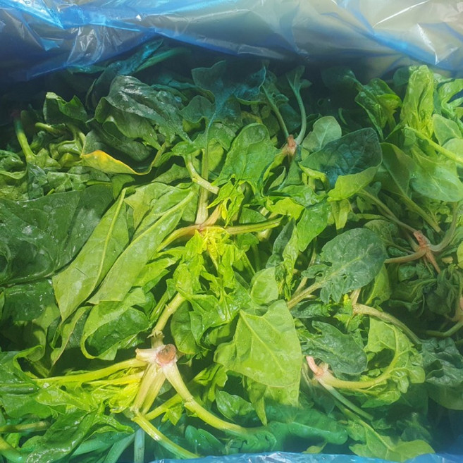 남해안 시금치 노지 섬초 자연산 보물초 7kg, 1개, 1g
