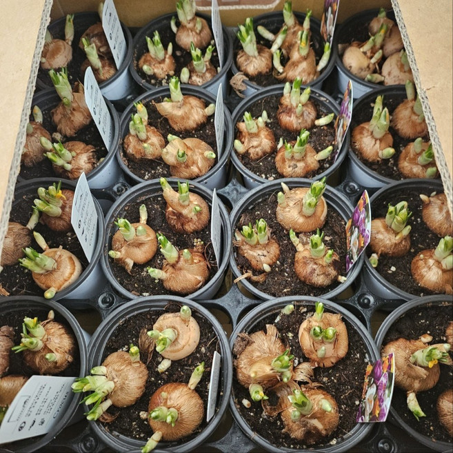 크로커스 포트 구근 3개입 가을 추식구근 노지월동식물 키우기, 1개, 기본