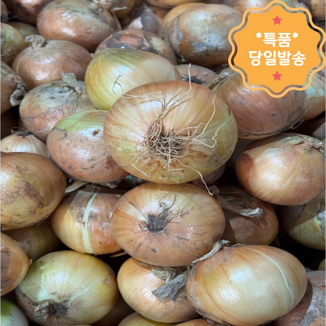 [도깨비장터] 당일발송 무안 햇 양파 흰양파, 1박스, 10kg