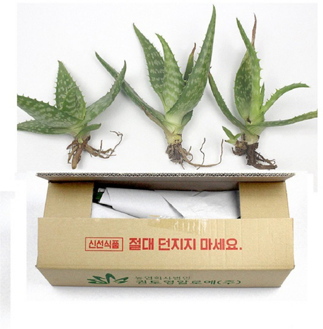 알로에 모종 사포나리아 3개 생식용 먹는알로에 키우기, 1개