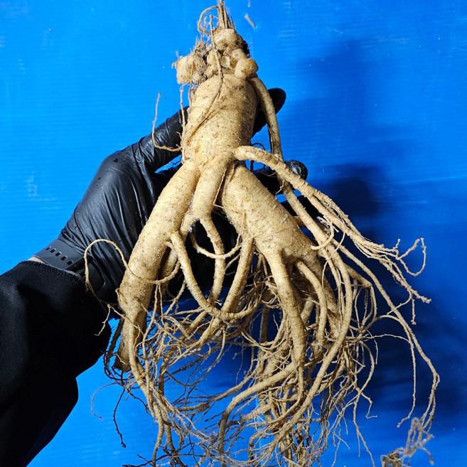 1kg 4뿌리 내외 굵은 6년근 인삼 담금주용 홍삼달임용, 1세트