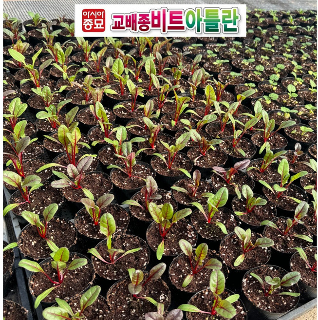 레드 적 비트모종 교배종 아틀란, 30개