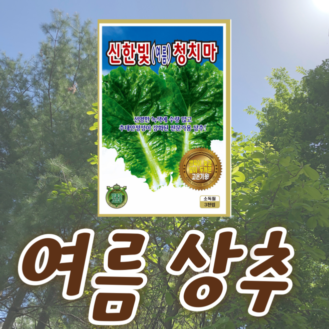 여름상추 신한빛청치마 씨앗(3천립) 상추 종자 상치 씨, 1개