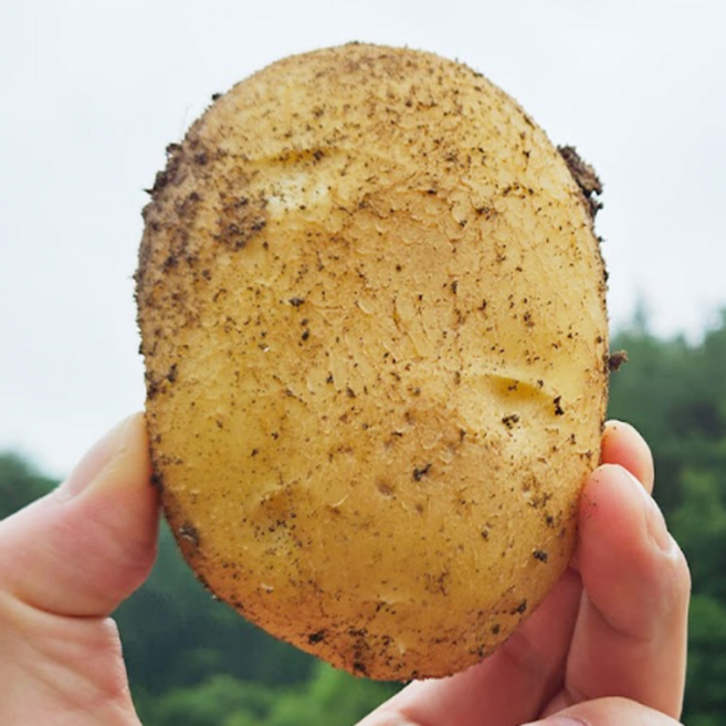 당일재배 국내산 두백감자 특품 Potato, 1박스, 10kg (대)