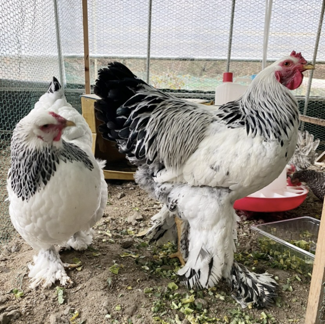 라이트 브라마 종란 분양 / 초대형 관상닭 부화용 유정란 라이트 컬럼비안 부라마 부화용알 병아리 부화 대형닭 품종닭, 10개