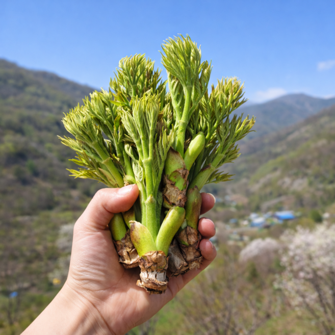 국내 자연산 참두릅, 1개, 1kg