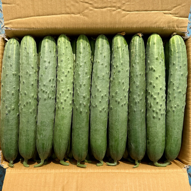 농진사 취청오이 청 오이 국내산 특, 1개, 5kg (17개~25개)