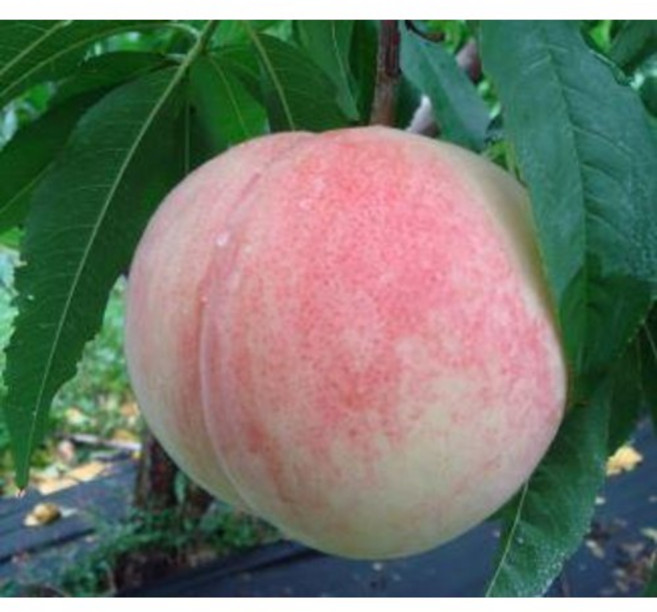 서울농원묘목/복숭아나무 묘목 백도 3년생 결실주 분묘, 1개