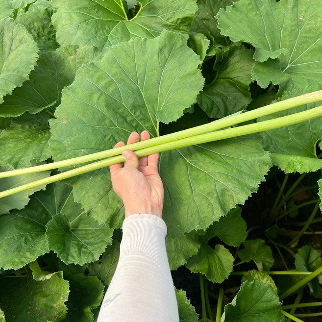 이메골 머위대 자연산 머위 하우스 노지 머위줄기 1kg 2kg 4kg, 1개, 머위대(줄기) 1kg