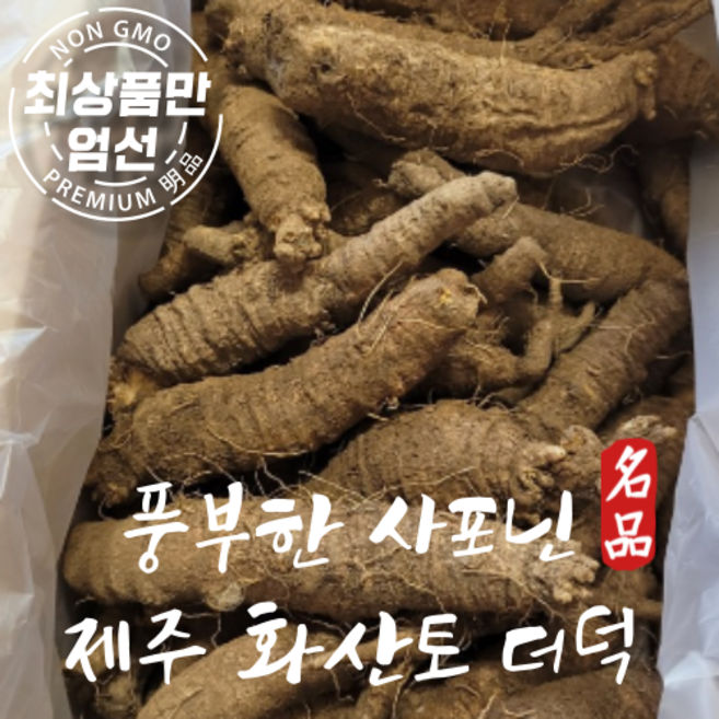 제주 더덕 화산토에서 키운 햇 더덕, 구이용 더덕 특1kg, 1개