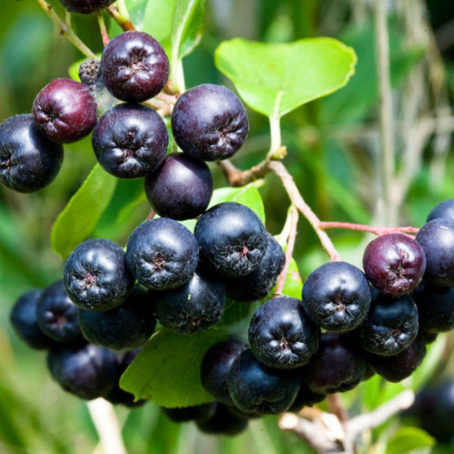 8월4일부터 순차출고[베리세상]고창 아로니아 5kg(최상품벌크포장), 1