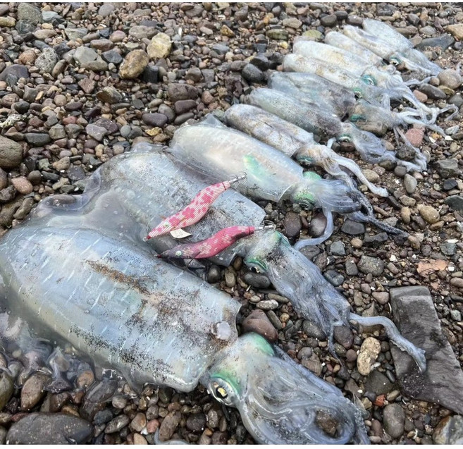 오적 오동목 아트에기 무늬 오징어 에깅 egging 팁런 tiprun 낚시 3.0호 쉘로우 타입 (침강:6~6.5초), 1개, 11g, 01번. (외피: UV-바디: 글로우)