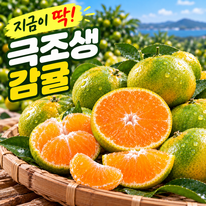 [초특가] 상큼터짐 제주 극조생감귤, 1박스, 10kg