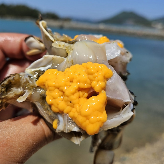 [연평선배맛보증] 봄 제철 별미 국내산 서해 암꽃게 알배기 생물 생기마루 신선 직송, 1박스, 1kg (4~6미)