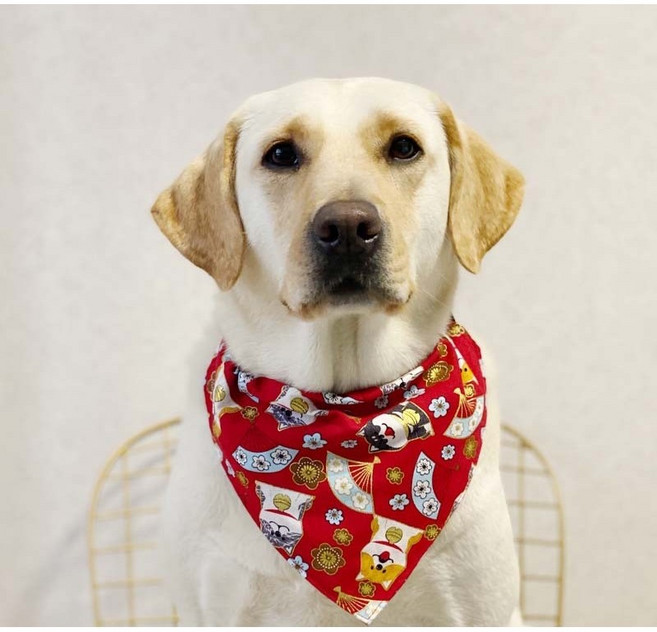 애견 스카프 강아지케이프 대형견 턱받이, 레드, 1개