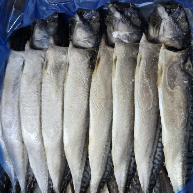 노르웨이 자반고등어 대 중 업소용 간고등어 가정용 생선 구이 도매, 1세트, 중 10손(20마리)