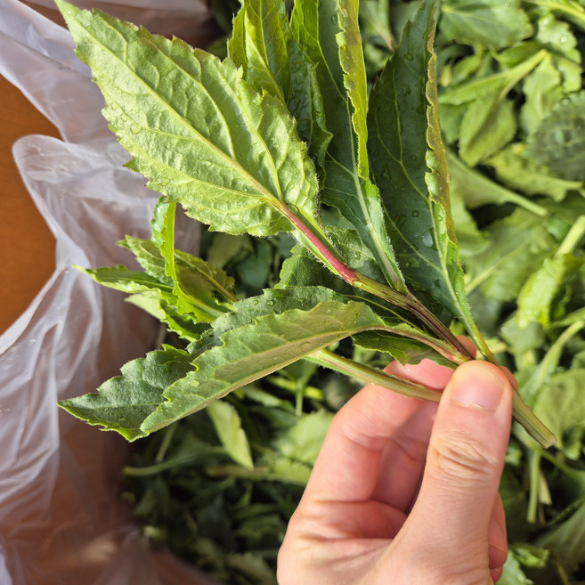 국산 자연산 취나물 제주 산지직송, 1박스, 4kg