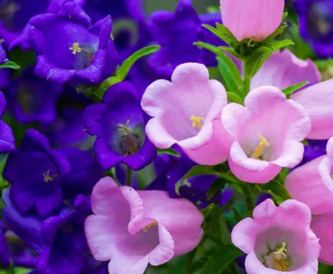 다년초사랑농원 그레이스 캄파눌라 (2포트묶음) [노지월동 이년초 야생화 꽃모종 봄꽃 여름꽃], 2개