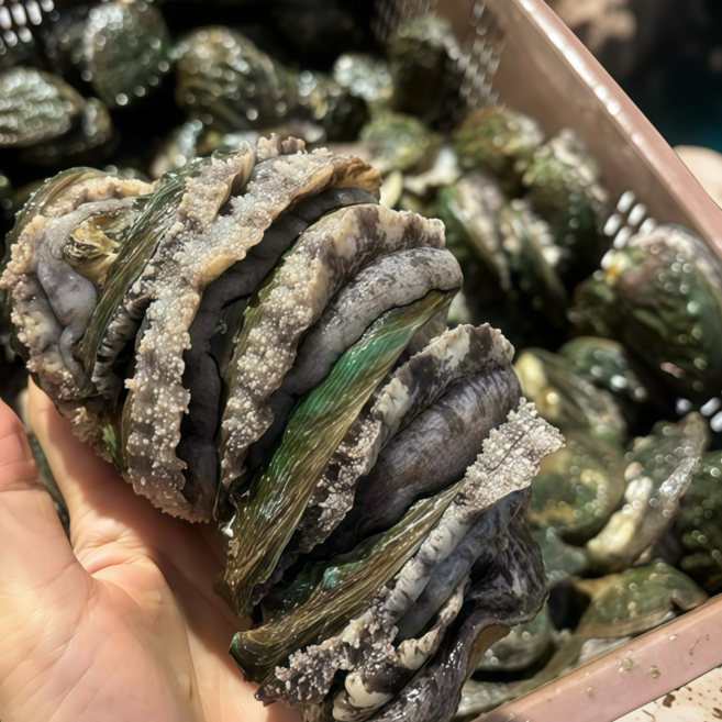 파도스토리 완도전복 2kg 왕특대 직거래 산지직송 선물세트 손질칼 증정, 2세트, 2kg(왕톡대 16-18미)