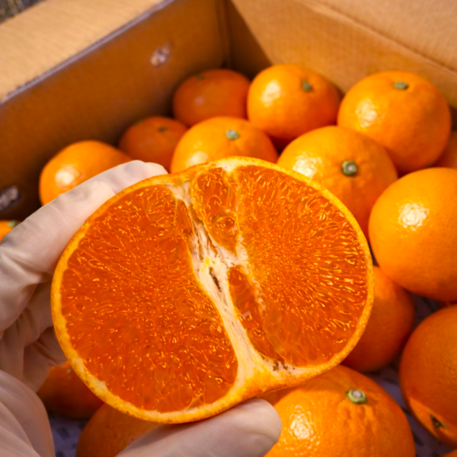 제주 제주도 천혜향 특품, 1박스, 10kg (로얄과)